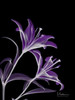 Purple Lily Poster Print by Albert Koetsier - Item # VARPDXAK5RC037A