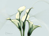 Calla Lily L275 Poster Print by Albert Koetsier - Item # VARPDXAK5RC038A