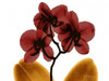 Orchid Fall Poster Print by Albert Koetsier - Item # VARPDXAK5RC040C3