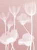 Pink Flora 2  Poster Print by Albert Koetsier - Item # VARPDXAK5RC108B2