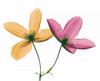 Clematis Poster Print by Albert Koetsier