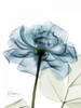 Teal Rose Poster Print by Albert Koetsier