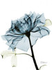Teal Rose 2 Poster Print by Albert Koetsier - Item # VARPDXAK5RC359D2