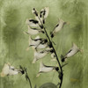 Golden Fox Glove Poster Print by Albert Koetsier - Item # VARPDXAK5SQ001A1