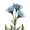Gentian Azure L301 Poster Print by Albert Koetsier - Item # VARPDXAK5SQ013B5
