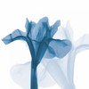 Iris Blues B51 Poster Print by Albert Koetsier - Item # VARPDXAK5SQ107A