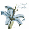 Laugh Everday Lily A36 Poster Print by Albert Koetsier - Item # VARPDXAK5SQ138A2