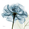 Teal Rose Poster Print by Albert Koetsier - Item # VARPDXAK5SQ359A2