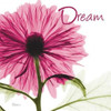 Pink Chrysanthemum Dream Poster Print by Albert Koetsier - Item # VARPDXAK5SQ368C4
