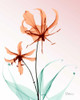 Gloriosa Lily Corals Poster Print by Albert Koetsier - Item # VARPDXAK7RC036A
