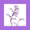 Foxglove  Bordered Poster Print by Albert Koetsier - Item # VARPDXAK7SQ010A2
