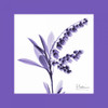 Lily Of The Valley Bordered Poster Print by Albert Koetsier - Item # VARPDXAK7SQ010B2