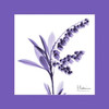 Lily Of The Valley Bordered Poster Print by Albert Koetsier - Item # VARPDXAK7SQ010B2