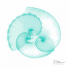 Seafoam Argonaut Poster Print by Albert Koetsier - Item # VARPDXAK7SQ014D