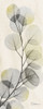 Eucalyptus Sunshine Poster Print by Albert Koetsier