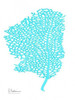 Sea Fan Poster Print by Albert Koetsier - Item # VARPDXAK8RC004B2