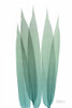 Radiant Bamboo Leaf 1 Poster Print by Albert Koetsier