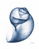 Indigo Water Snail Poster Print by Albert Koetsier - Item # VARPDXAK8RC008A