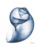 Indigo Water Snail Poster Print by Albert Koetsier - Item # VARPDXAK8RC008A