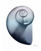 Lavender Snail 2 Poster Print by Albert Koetsier