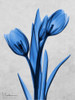 Midnight Tulips Poster Print by Albert Koetsier - Item # VARPDXAK8RC019A