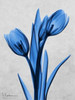 Midnight Tulips Poster Print by Albert Koetsier - Item # VARPDXAK8RC019A