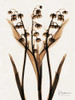 ged Lily Of The Valley Poster Print by Albert Koetsier - Item # VARPDXAK8RC027F