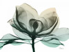 Emerald Magnolia 2 Poster Print by Albert Koetsier