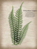 Parchment Fern Poster Print by Albert Koetsier - Item # VARPDXAK8RC050A