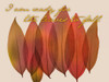 Fall Harvest Poster Print by Albert Koetsier - Item # VARPDXAK8RC059A