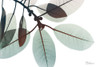 Desirable Involucrata 1 Poster Print by Albert Koetsier - Item # VARPDXAK8RC212A