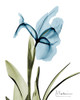 Iris B76 Poster Print by Albert Koetsier