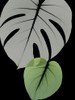 Botanical Embrace 1 Poster Print by Albert Koetsier - Item # VARPDXAK8RC316B