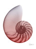 Coral Snail 4 Poster Print by Albert Koetsier - Item # VARPDXAK8RC318D