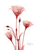 Marvelous Gentian 2 Poster Print by Albert Koetsier