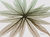Earthy Echium Poster Print by Albert Koetsier - Item # VARPDXAK8RC323C