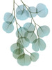 Vibrant Eucalyptus 2 Poster Print by Albert Koetsier