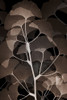 Cocoa Ginko 1 Poster Print by Albert Koetsier