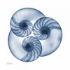 Indigo Nautilus Trio Poster Print by Albert Koetsier - Item # VARPDXAK8SQ014A