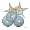 Earthy Hues Sea Urchin and Starfish Poster Print by Albert Koetsier - Item # VARPDXAK8SQ015A