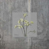 Concrete Parsley Poster Print by Albert Koetsier - Item # VARPDXAK8SQ028A