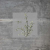 Concrete Thyme Poster Print by Albert Koetsier - Item # VARPDXAK8SQ028B