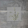 Concrete Thyme Poster Print by Albert Koetsier - Item # VARPDXAK8SQ028B