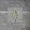 Concrete Rosemary Poster Print by Albert Koetsier - Item # VARPDXAK8SQ028D