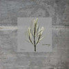 Concrete Rosemary Poster Print by Albert Koetsier - Item # VARPDXAK8SQ028D