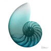 Water Snail 4 Poster Print by Albert Koetsier - Item # VARPDXAK8SQ031B