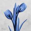 Midnight Tulips Poster Print by Albert Koetsier - Item # VARPDXAK8SQ034A