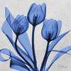 Midnight tulips 2 Poster Print by Albert Koetsier - Item # VARPDXAK8SQ034B