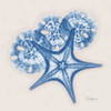 Cerulean Starfish and Sand Dollar Poster Print by Albert Koetsier - Item # VARPDXAK8SQ038E