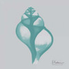 Aquifer Tulip Shell Poster Print by Albert Koetsier - Item # VARPDXAK8SQ044D1